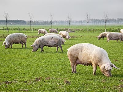 Pigs feeding on grass