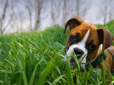 Boxer puppy in grass